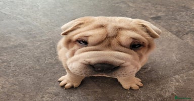 Shar Pei dogs - Advert 2
