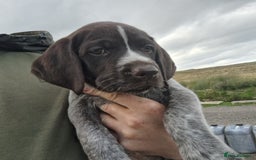 German Wirehaired Pointer dogs for sale: German Wirehaired Puppies 3Dogs READY NOW  in Consett - Image 35