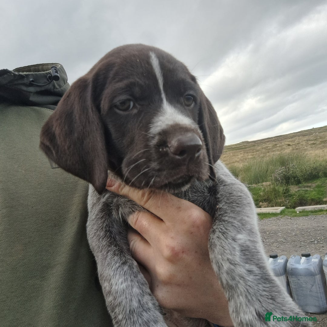 German Wirehaired Pointer dogs for sale: German Wirehaired Puppies 3Dogs READY NOW  in Consett - Image 35