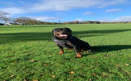 Rottweiler dogs for sale: Beautiful Male Rottweiler for Sale - Image 5