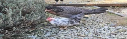 Chickens poultry for sale: Seramas and large fowl - Advert 5