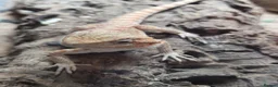 Bearded Dragon reptiles for sale: Beardy babies - Advert 3
