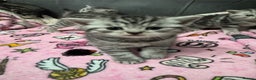 British Shorthair cats for sale: GCCF REGISTERED SILVER TABBY & SPOTTED BSH KITTENS - Advert 31
