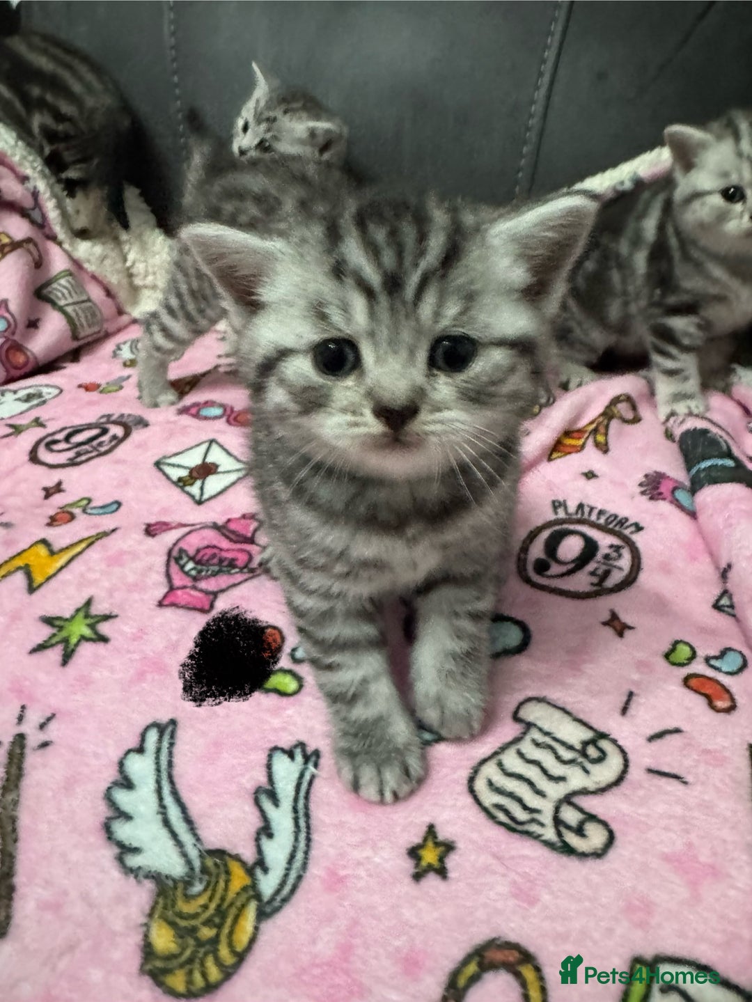 British Shorthair cats for sale: GCCF REGISTERED SILVER TABBY & SPOTTED BSH KITTENS - Advert 31