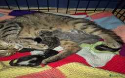 Mixed Breed cats for sale: Beautiful mixed bread kittens  - Image 2