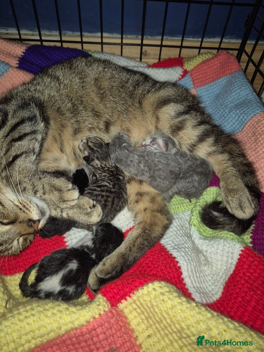 Mixed Breed cats for sale: Beautiful mixed bread kittens  - Image 2