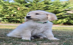 Golden Retriever dogs for sale: Golden retriever  - Image 4