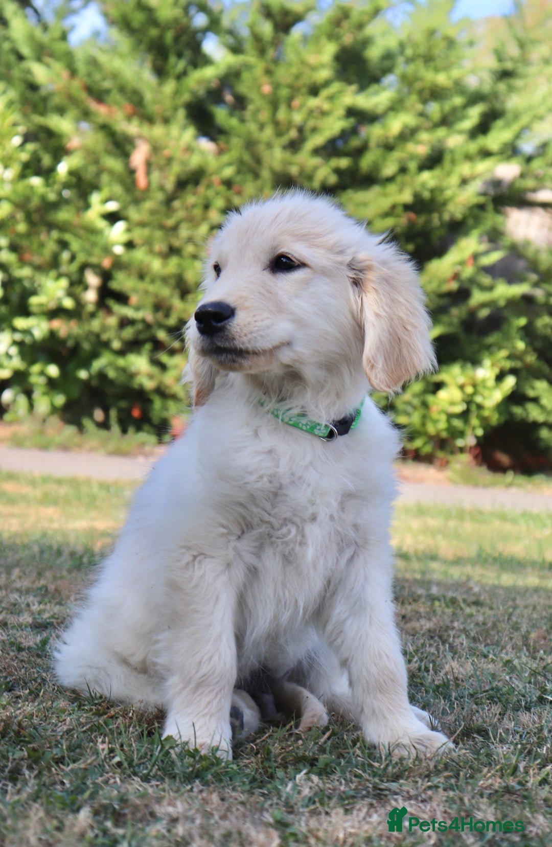 Golden Retriever dogs for sale: Golden retriever  - Image 4