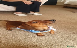 Dachshund dogs for sale: Available now. 10 month old puppy Dachshund  - Image 2