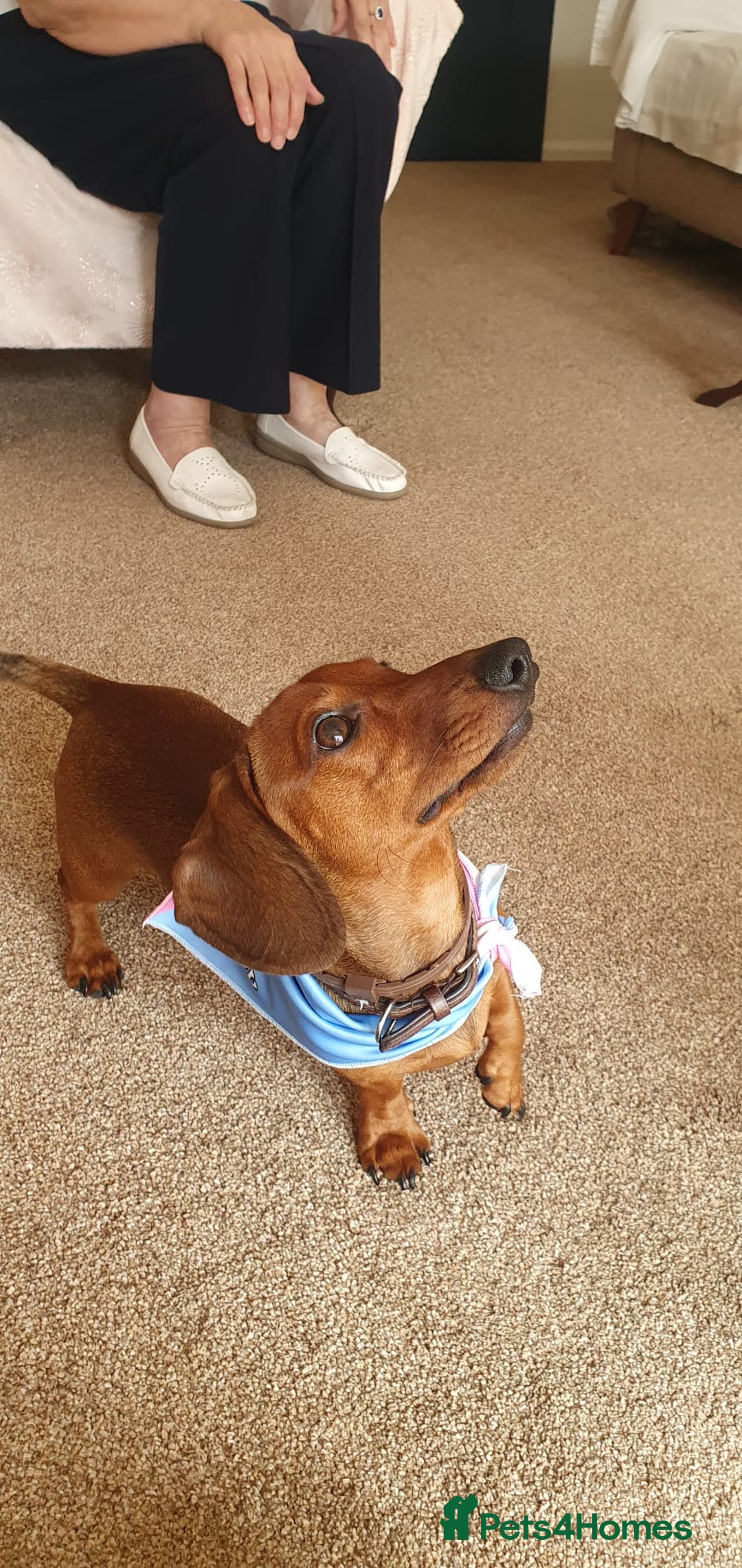 Dachshund dogs for sale: Available now. 10 month old puppy Dachshund  - Image 2