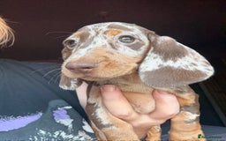 Dachshund dogs for sale: Kc reg first vac chipped licensed bundles of love  - Image 1