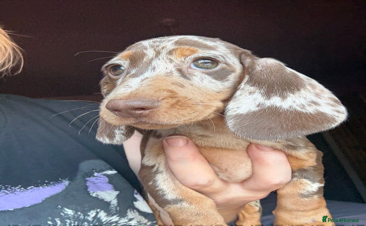 Dachshund dogs - Advert 3
