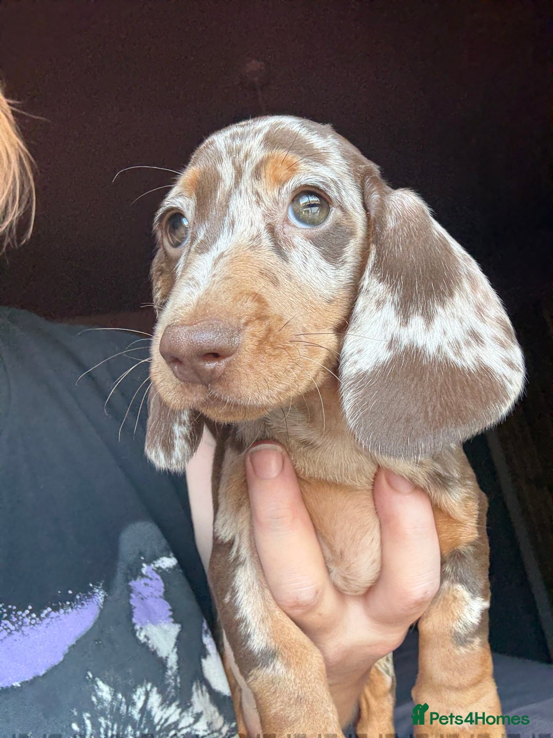 Dachshund dogs for sale: Kc reg first vac chipped licensed bundles of love  - Image 1
