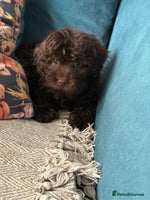 Cockapoo dogs Just 2 girl Cockapoo pups left - Advert 7