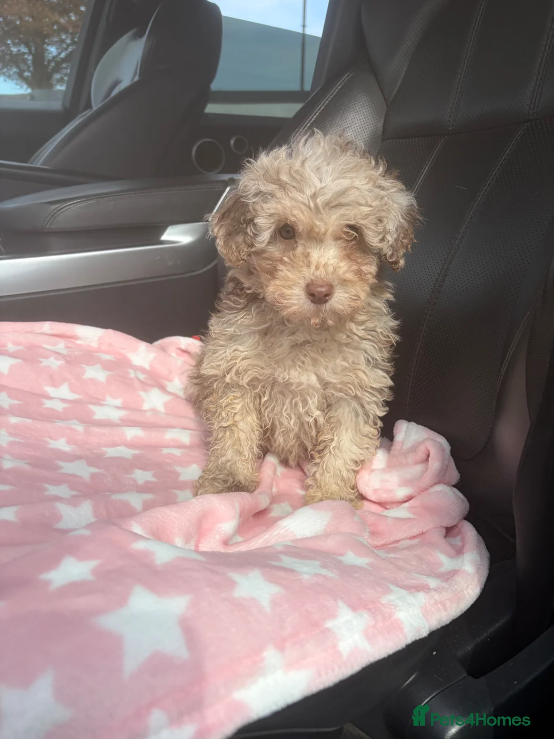 Mixed Breed dogs for sale: Unreal toy cross miniature poodles 😍😍 - Advert 1