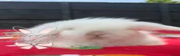 Mini Lion Lop rabbits for sale: Stunning TeddyWidder Babies - Advert 3