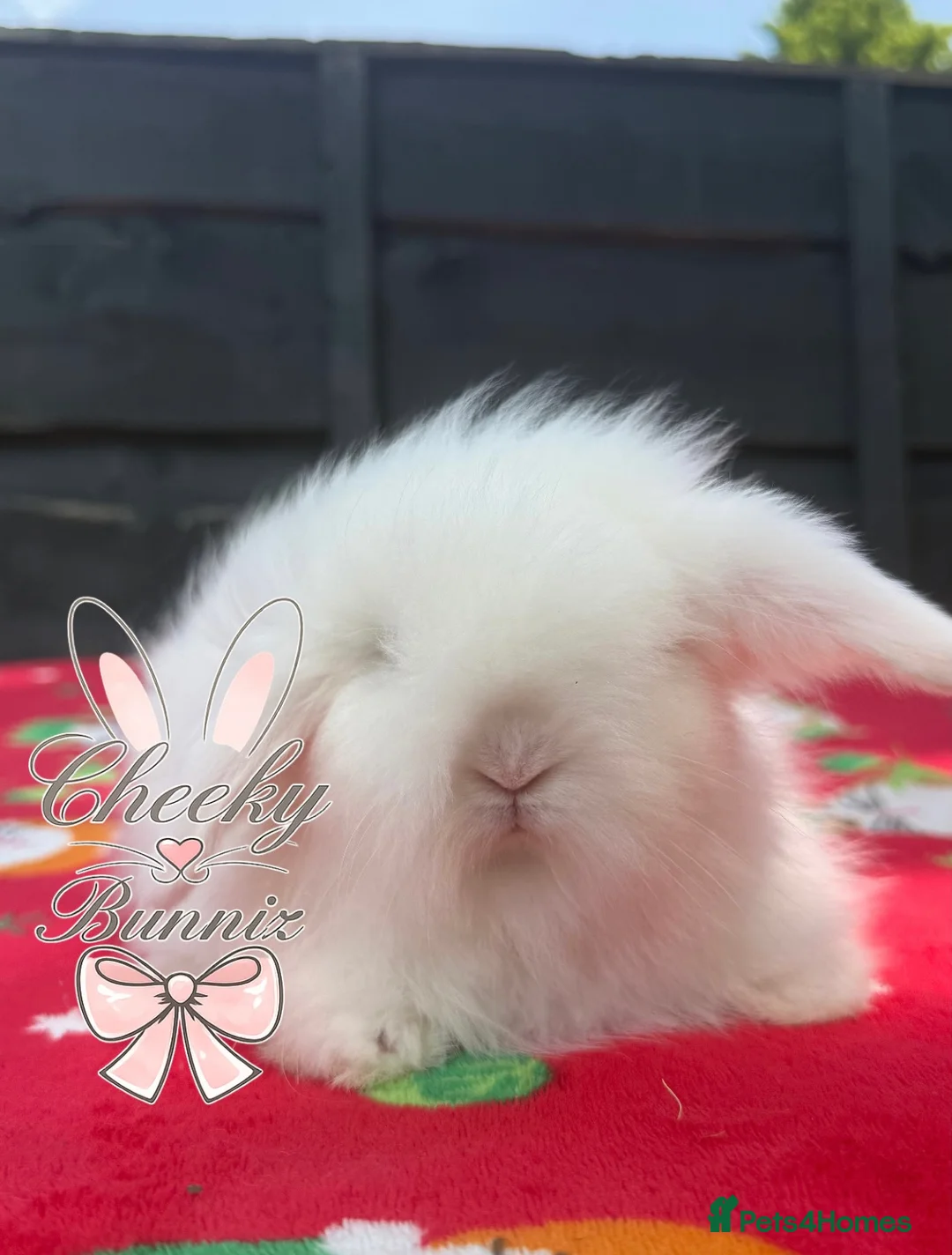 Mini Lion Lop rabbits for sale: Stunning TeddyWidder Babies  - Advert 9