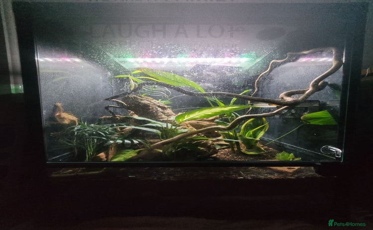 Leopard Gecko reptiles - Advert 2