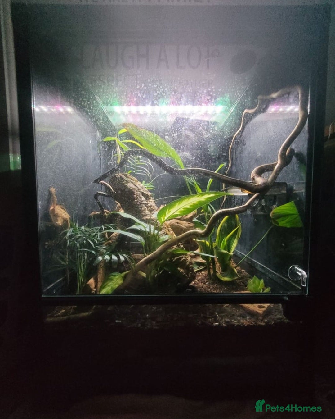 Leopard Gecko reptiles for sale: Leopard Gecko - Image 1