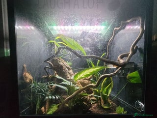 Leopard Gecko reptiles - Advert 19