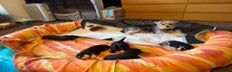 Miniature Schnauzer dogs for sale: Amazing Miniature Schnauzer puppies  - Advert 2