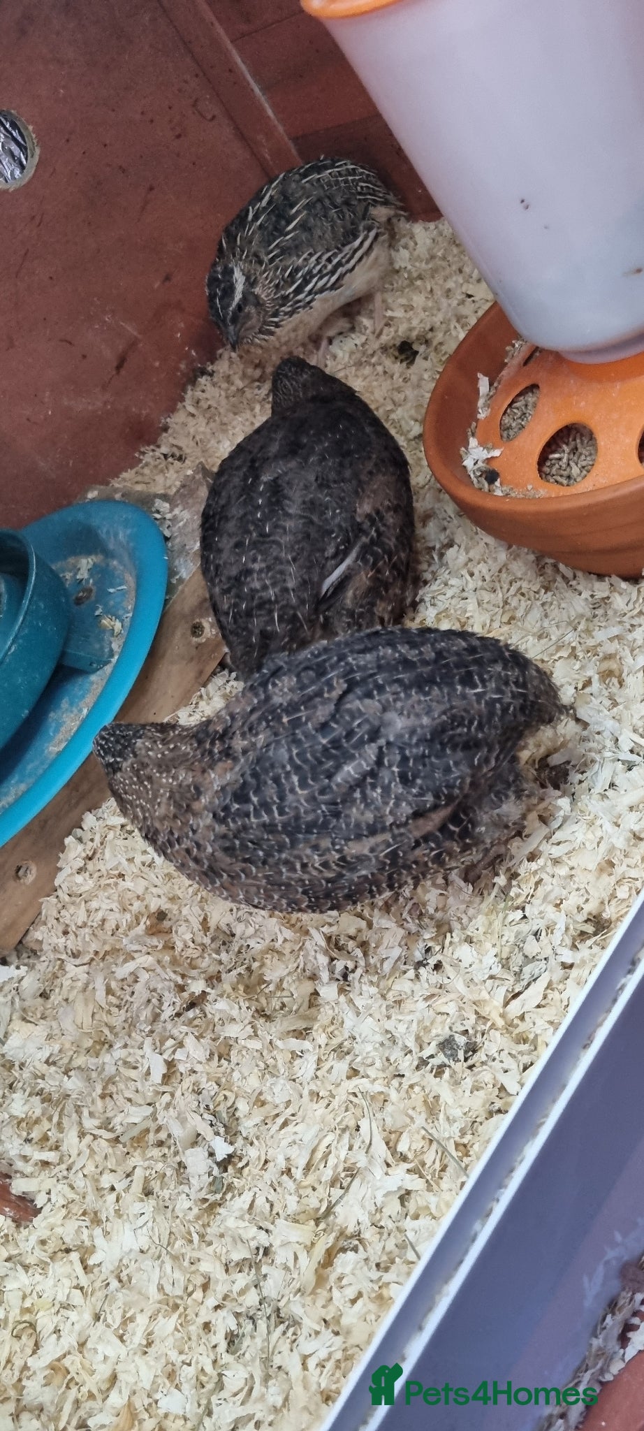 Quail poultry 7 week old coturnix quail - Advert 1