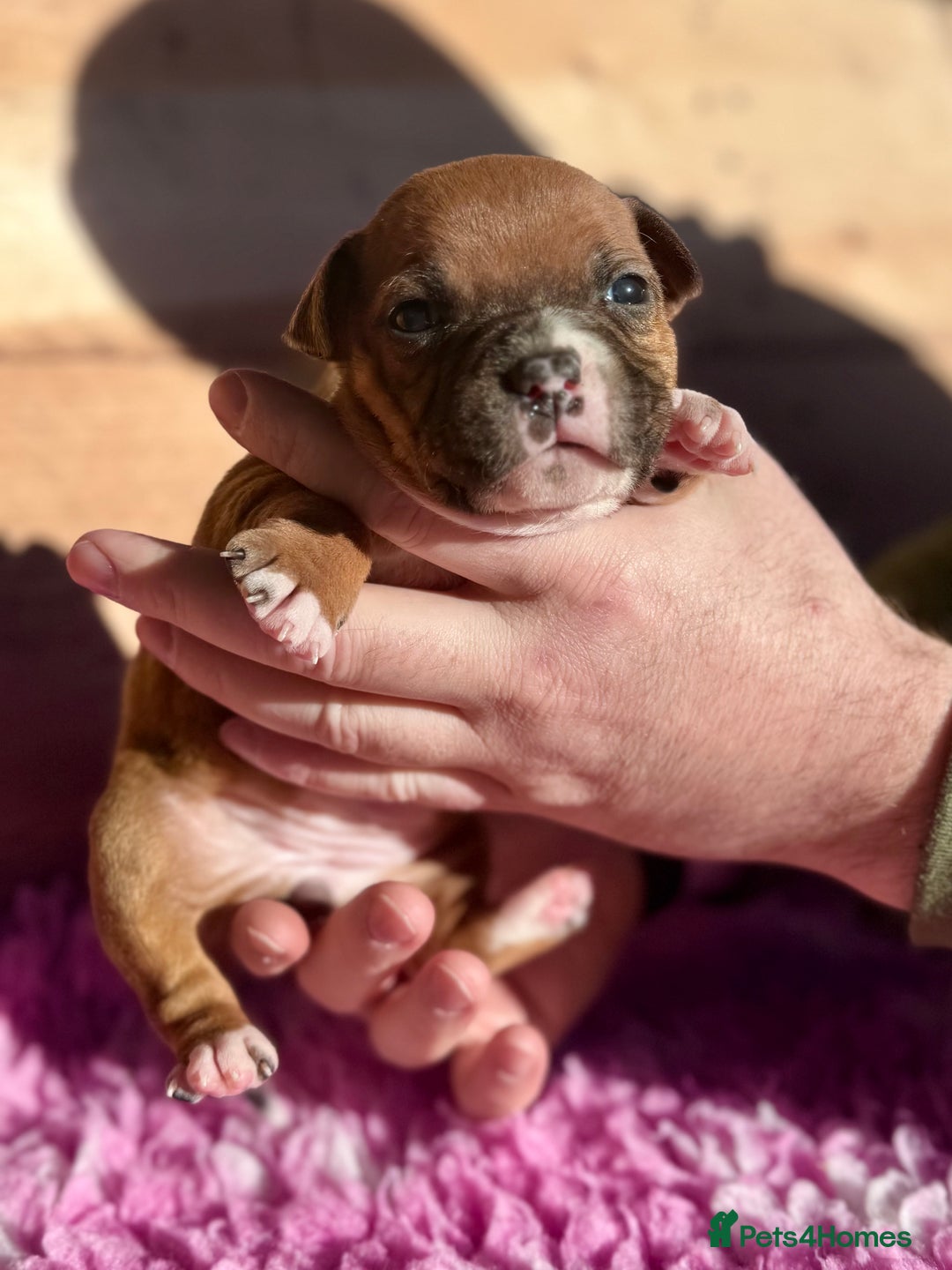 Staffordshire Bull Terrier dogs for sale: 7 Red Staffordshire Bull Terrier pups  - Advert 6