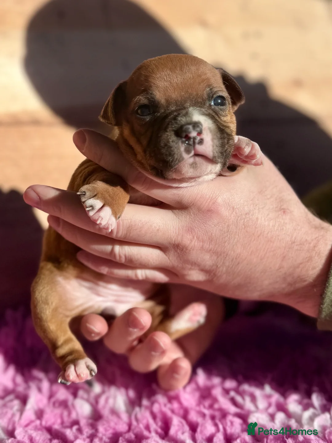 Staffordshire Bull Terrier dogs for sale: 7 Red Staffordshire Bull Terrier pups  - Advert 10