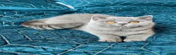 British Shorthair cats for sale: ✨Exceptional quality British shorthair✨ - Advert 7