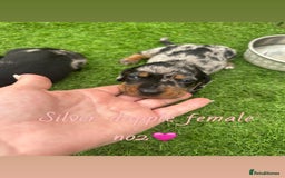 Miniature Dachshund dogs for sale: 🐾 Miniature Dachshund Puppies for Sale  🐾 - Image 4