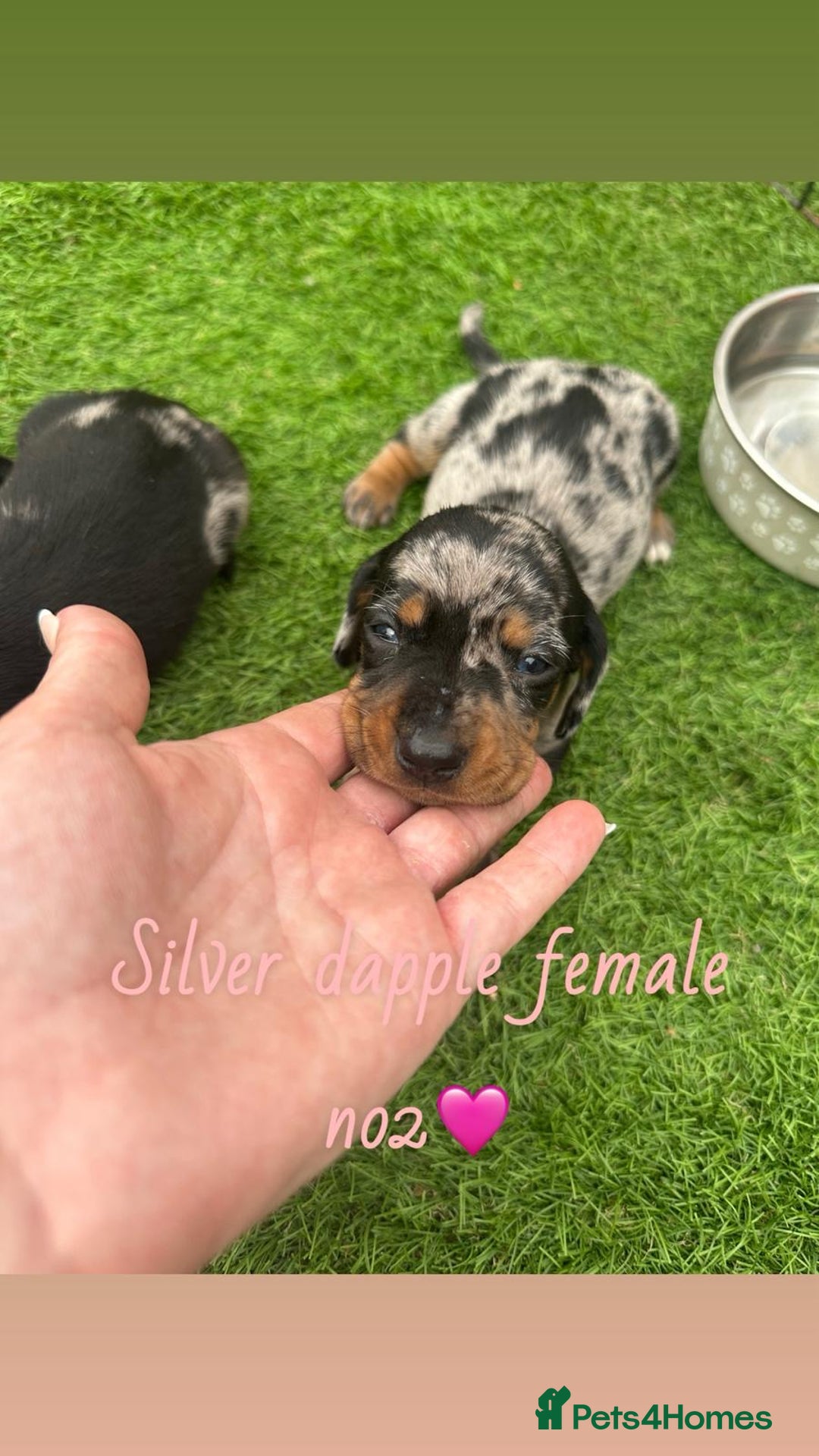 Miniature Dachshund dogs for sale: 🐾 Miniature Dachshund Puppies for Sale  🐾 - Image 4