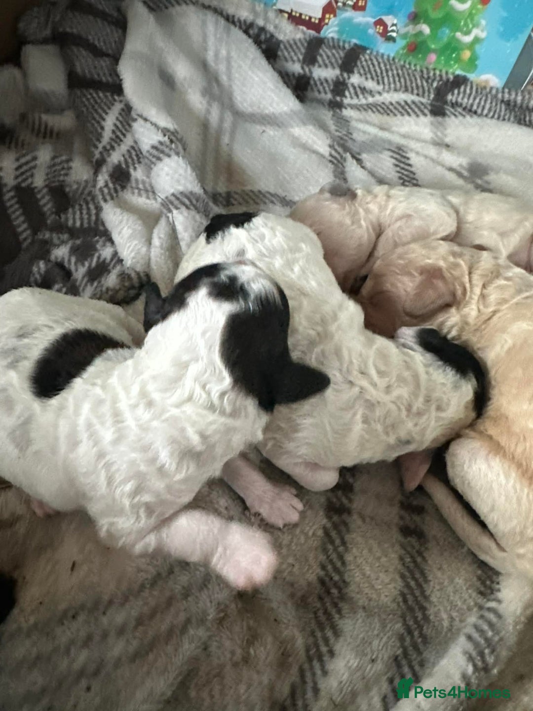 Cavapoo dogs for sale: F1b cavapoo pups extensively health tested - Advert 3