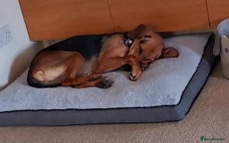 Mixed Breed dogs for adoption: Ruby is looking for her forever home - Image 4
