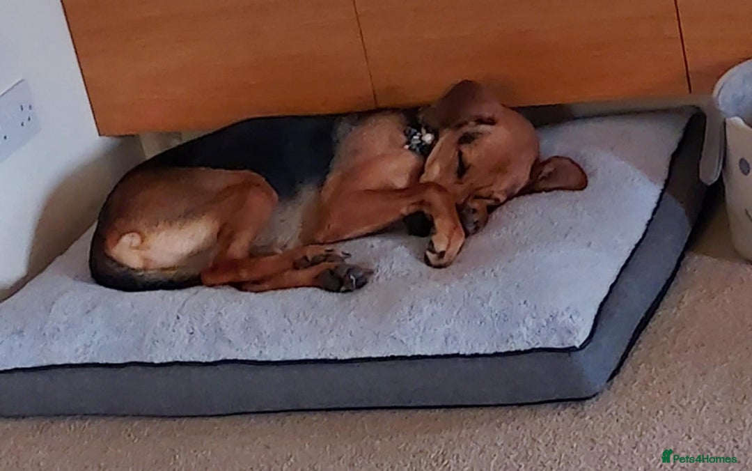 Mixed Breed dogs for adoption: Ruby is looking for her forever home - Image 4