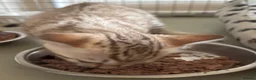 Bengal cats for sale: Seal Mink Male Bengal kittens in Grantham - Advert 6