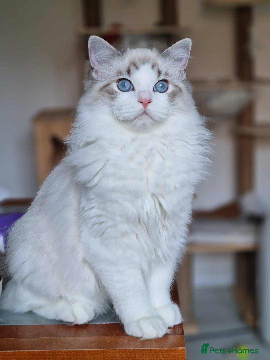 Ragdoll cats for sale: Gccf tica register kittens - Advert 1