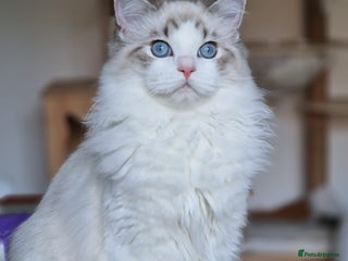 Ragdoll cats Gccf tica register kittens - Advert 5