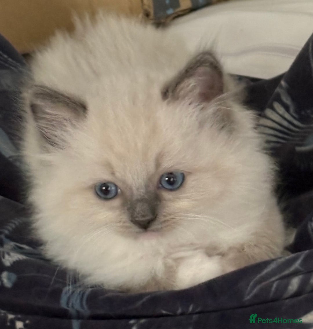 Ragdoll cats for sale: 4 Beautiful Female Ragdoll kittens for sale  - Image 10