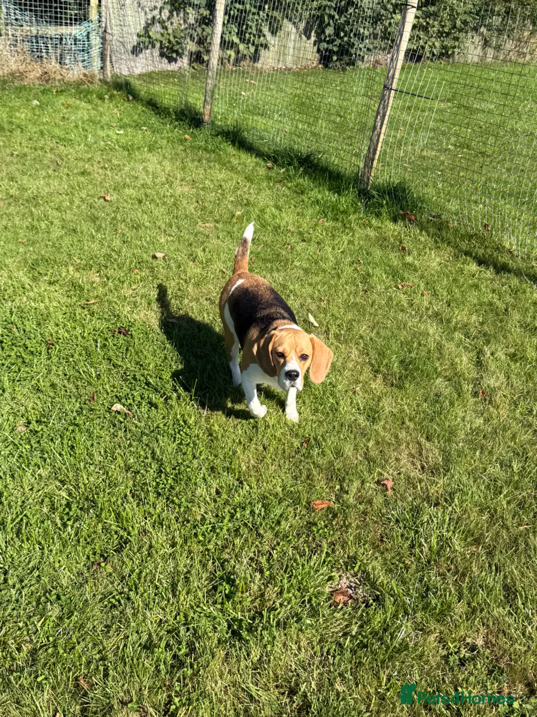 Beagle dogs for sale: Beautiful Beagle Looking for a Loving, Active Home - Advert 2