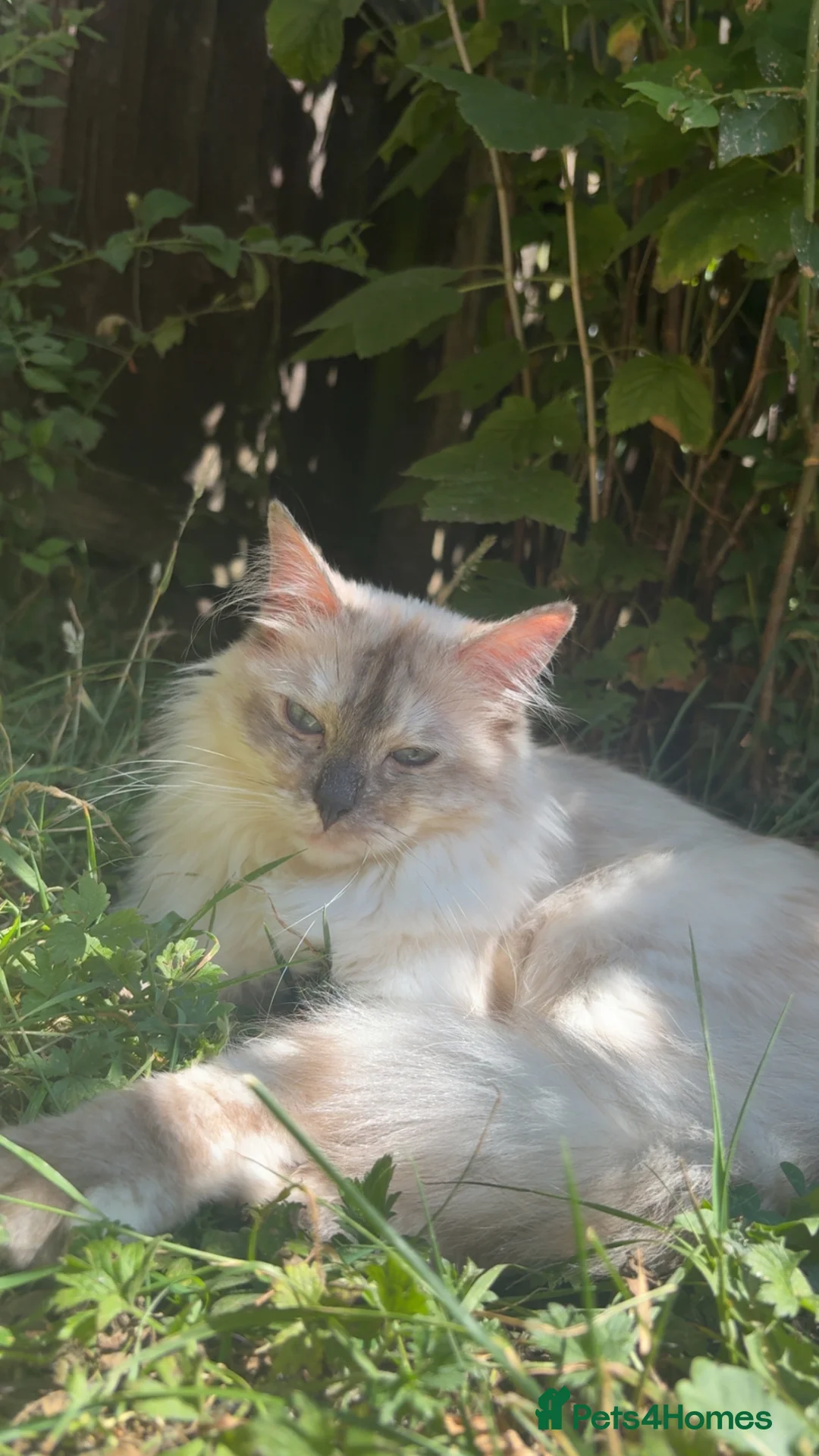 Ragdoll cats for sale: female ragdoll please read full description  - Advert 1