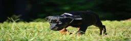 Dobermann dogs for sale: Beautiful litter for sale  - Advert 4