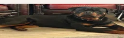 Rottweiler dogs for sale: KC Serbian Rottweilers champion winning bloodlines - Advert 11