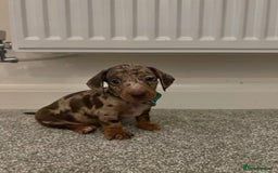 Miniature Dachshund dogs for sale: ADORABLE MINIATURE DACHSHUND PUPPIES  - Image 4