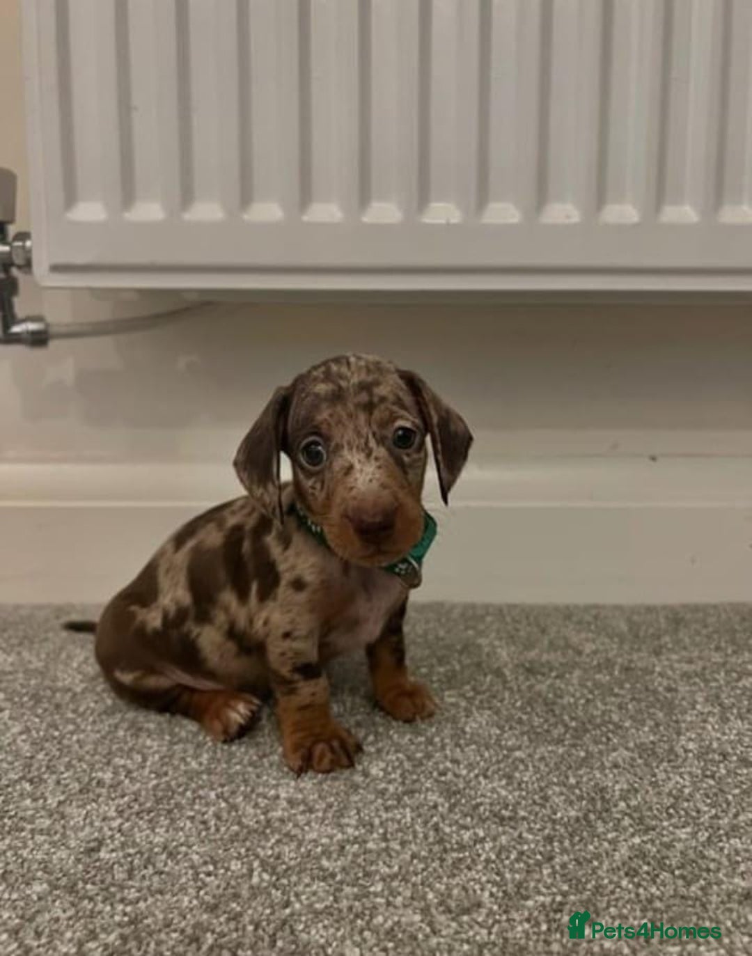 Miniature Dachshund dogs for sale: ADORABLE MINIATURE DACHSHUND PUPPIES  - Image 4