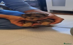 Yorkshire Terrier dogs for sale: 1 Boy & 3 Girls with Unique Coats - Image 7