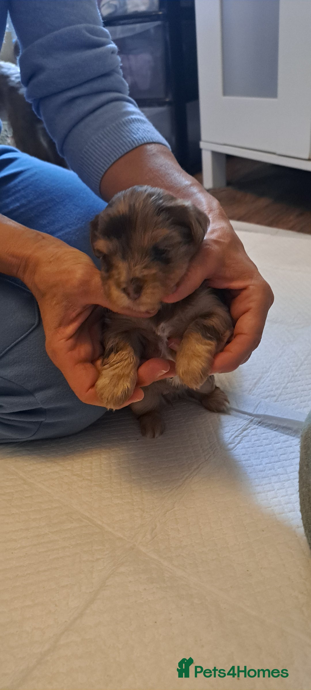 Yorkshire Terrier dogs for sale: 1 Boy & 3 Girls with Unique Coats - Image 7