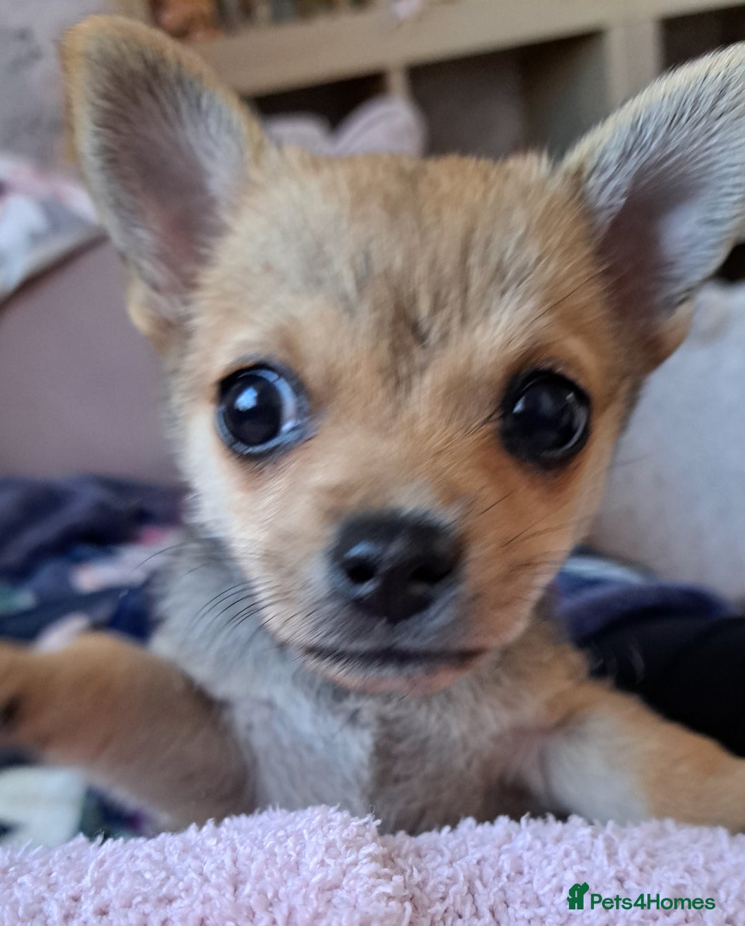 Pomchi dogs for sale: Pomchi  - Image 2