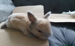 Lionhead rabbits for sale: Baby bunny's mixed lionhead /northern dwaf - Image 9
