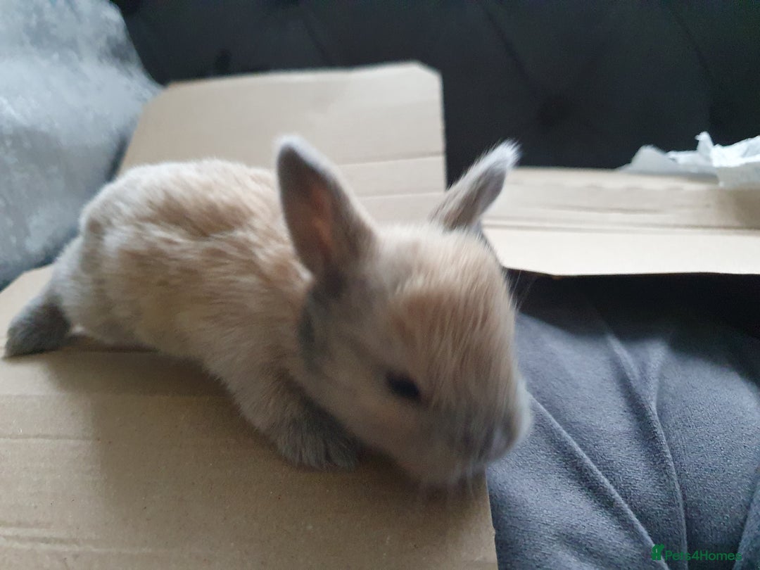 Lionhead rabbits for sale: Baby bunny's mixed lionhead /northern dwaf - Image 9