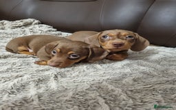 Miniature Dachshund dogs for sale: Adorable Miniature Dachshund Puppies - £750 each - Image 1